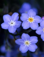  Forget-Me-Nots - ,   