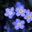 Forget-Me-Nots  