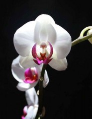 картинка орхидея - , для мобильного телефона