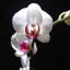 орхидея на телефон