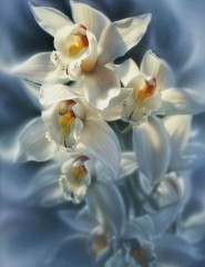 картинка Флер-де-Грас - белые цветы, для мобильного телефона