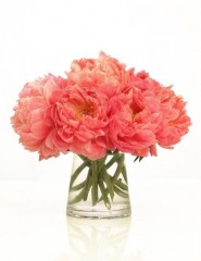 картинка коралловый цвет, цветы, ваза - , для мобильного телефона