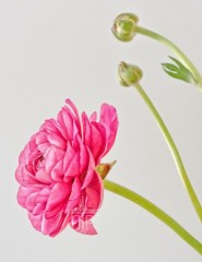 , pink ranunculus - ,   