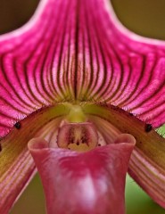  Ladyslipper Orchid - ,   