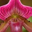 Ladyslipper Orchid  