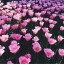 розовые тюльпаны, поле на телефон