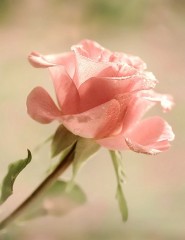 картинка нежно-розовая роза, фото - , для мобильного телефона