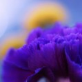 картинка для сотового телефона "цветок цвета индиго"