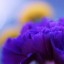 цветок цвета индиго на телефон