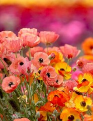  A field of poppies,   - ,   
