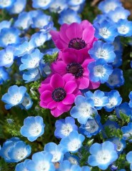  Anemone Flowers,  - ,   