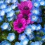 Anemone Flowers,   