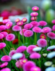 картинка яркие розовые цветочки - , для мобильного телефона