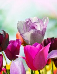картинка цветные тюльпаны - , для мобильного телефона