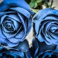 синие розы, фото