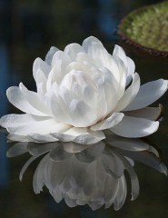   , white lily - ,   