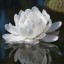  , white lily  