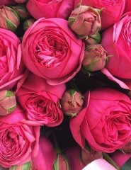 картинка ярко-розовые розы, цветы - , для мобильного телефона