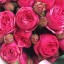 ярко-розовые розы, цветы на телефон