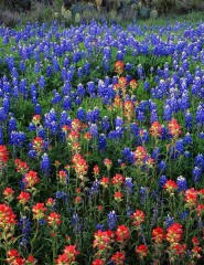 Field of Texas Paintbrush - ,   