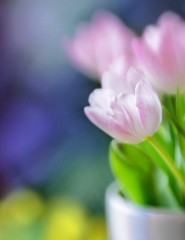 картинка тюльпаны в весеннем букете - , для мобильного телефона