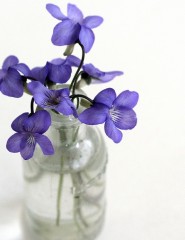 картинка фиолетовые цветы! - , для мобильного телефона