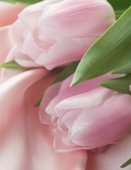 картинка розовый шелк и тюльпаны - , для мобильного телефона