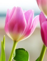 картинка тюльпаны, стебли - , для мобильного телефона