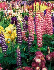  Colorful Flower Garden - ,   