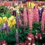 Colorful Flower Garden  
