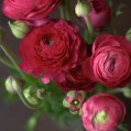 малиновые цветы, ranunculus