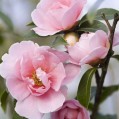 Camellia, , 