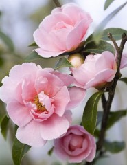 Camellia, ,  - ,   