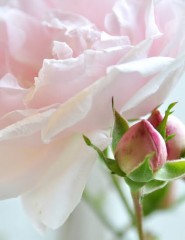 картинка роза, бутоны, цветок - , для мобильного телефона