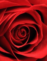  , Blood Red Rose - ,   