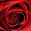 , Blood Red Rose  
