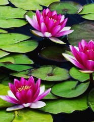  Fragrant Water Lilies - ,   