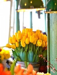  , yellow tulips - ,   