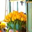 , yellow tulips  