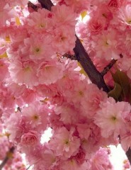   , Cherry blossoms - ,   