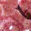  , Cherry blossoms  