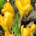 желтые крокусы, весна