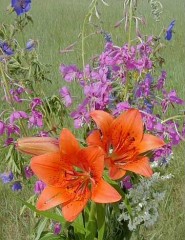 картинка Сардана - Очень красивые цветы растущие в Якутии., для мобильного телефона