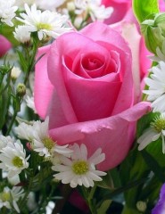  Beautiful rose, ,  - ,   