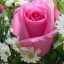 Beautiful rose, ,   
