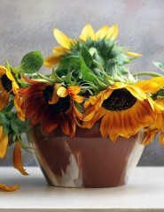    , sunflowers - ,   