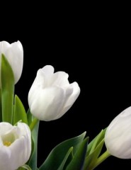 картинка белые тюльпаны на черном - , для мобильного телефона
