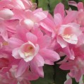 орхидея, кактус