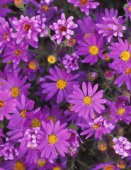  Leafy Asters - ,   