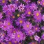 Leafy Asters  